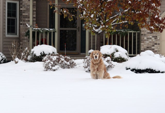 Opipajte svog dvorišnog psa, zimi im treba jača hrana