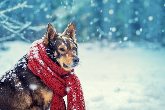 Nega psa tokom zime: Da li mu treba odelo i da li sme da jede sneg?