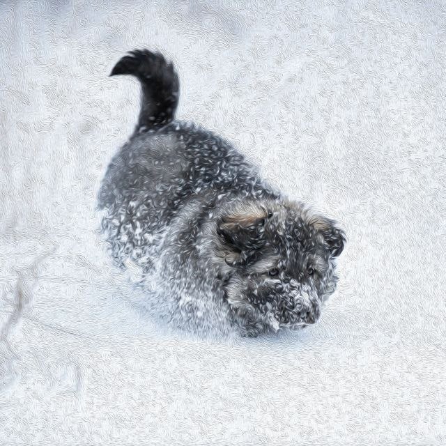 Pas propao kroz led i naučio lekciju