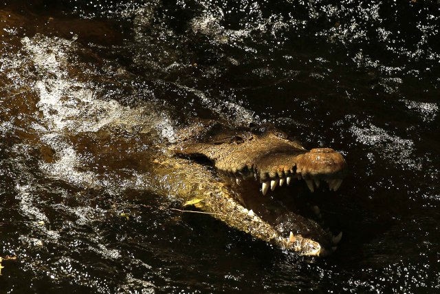 Nauènicu u Indoneziji pojeo krokodil