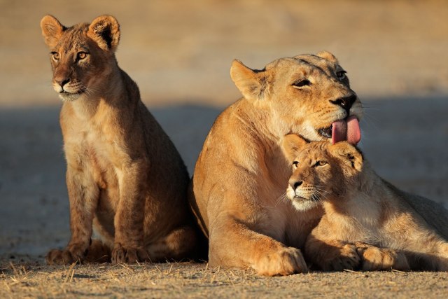 Samo za prave ljubitelje mačaka: Godišnji odmor u društvu čopora lavova