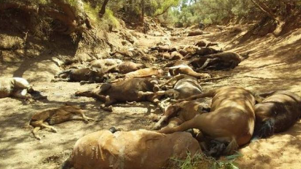 Pomor konja u Australiji: Divlje životinje stradale usled suše