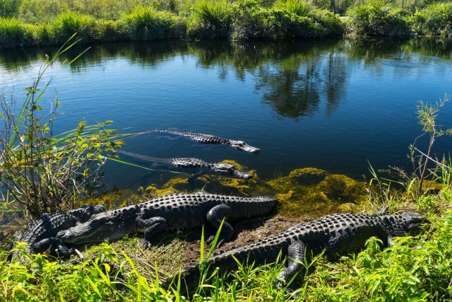 Premeštaju krokodile da bi tu mogli da sleæu avioni sa turistima