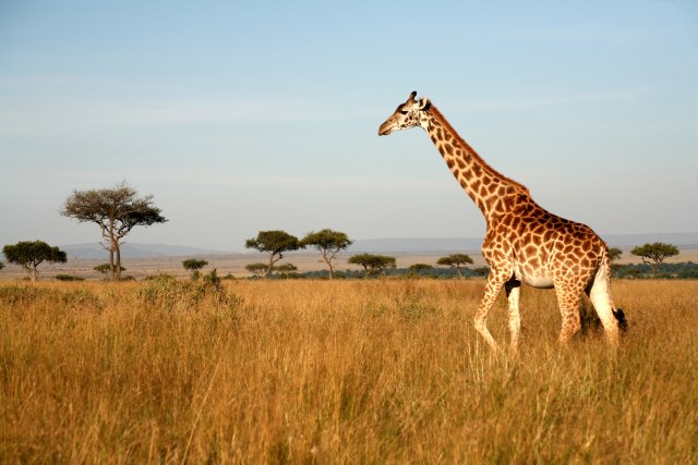 Žirafa se pet sati borila sa èoporom lavova i uspela da ih otera VIDEO