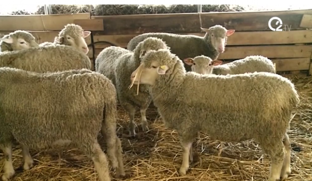 Revolucija: Evo kako izgleda farma ovaca kojom rukovodi softver VIDEO