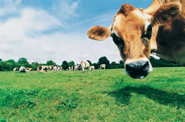 Uznemirujuće: Teško bolesne krave klali, meso prodaju širom Evrope