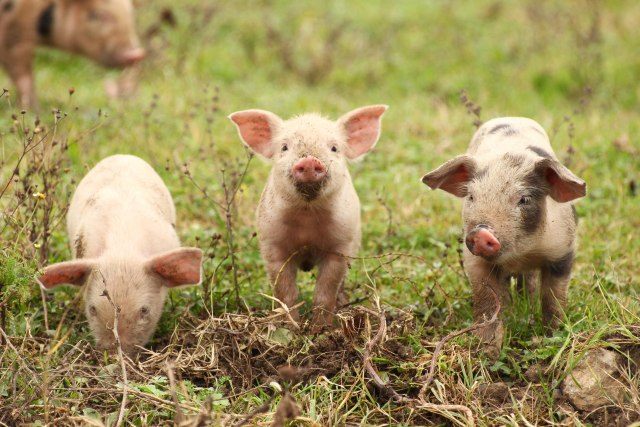 Farmeri i lovci pazite - svinjska kuga ne sme u Srbiju