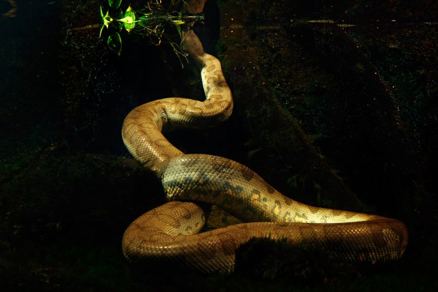 Prava neman: Deèaci iz mora izvukli zmiju do 2,5 metra VIDEO