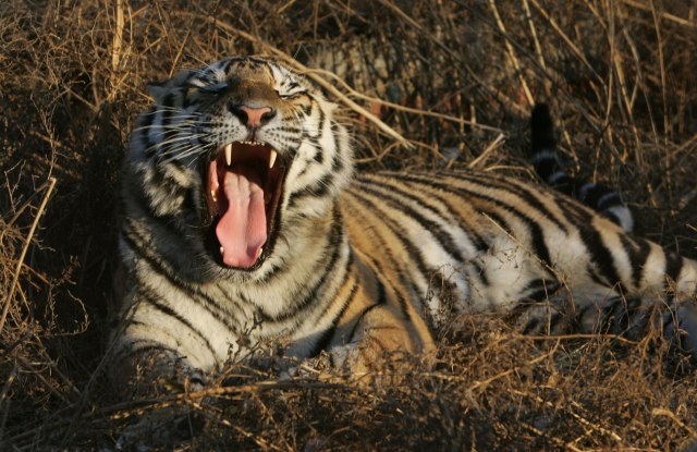 Tigar - divlja mačka nad mačkama