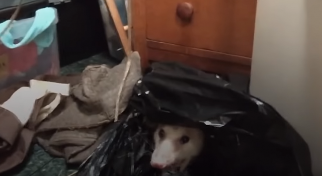 Našla je oposuma u kuæi i napravila snimak koji æe vam ulepšati dan