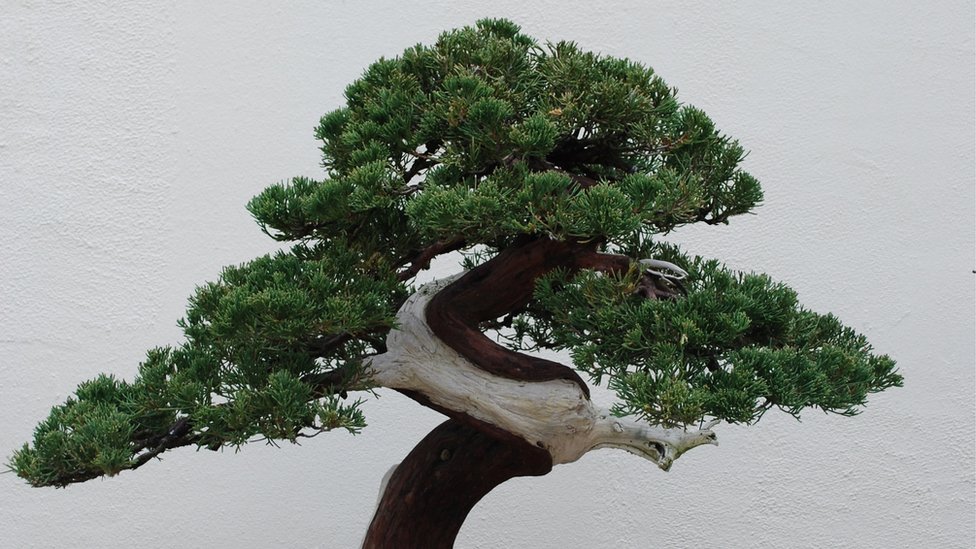 Japan: Bračnom paru ukradeno 400 godina staro bonsai drvo
