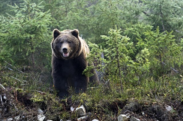 Medved Miša iz Zoo-vrta dao svoju prognozu vremena, evo kad će leto