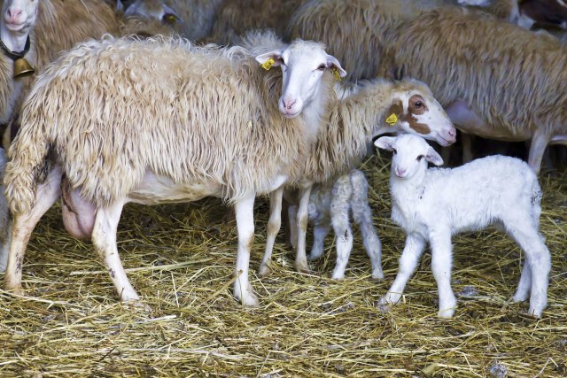 Zašto ne umemo da čuvamo ovce?