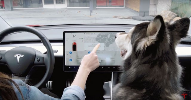 Tesla brine o kuænim ljubimcima u vozilu: Lansiran "pseæi mod" VIDEO