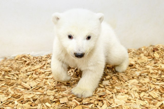 Zoo vrt u Berlinu dobio bebu polarnog medveda