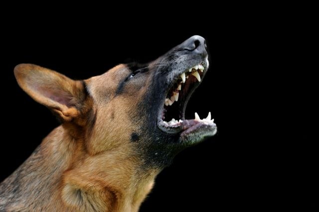 Devojèicu napao pas: Apsolutno kriv vlasnik VIDEO