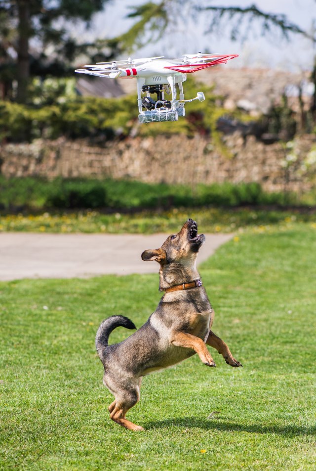 Dron pronašao odbeglog psa