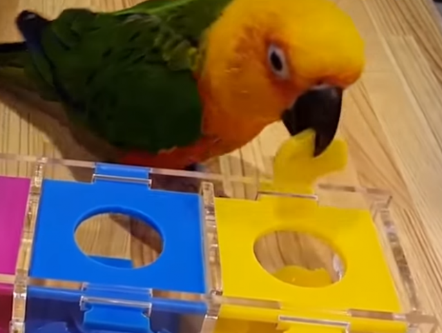 Papagaj koji je "prešao igricu" VIDEO