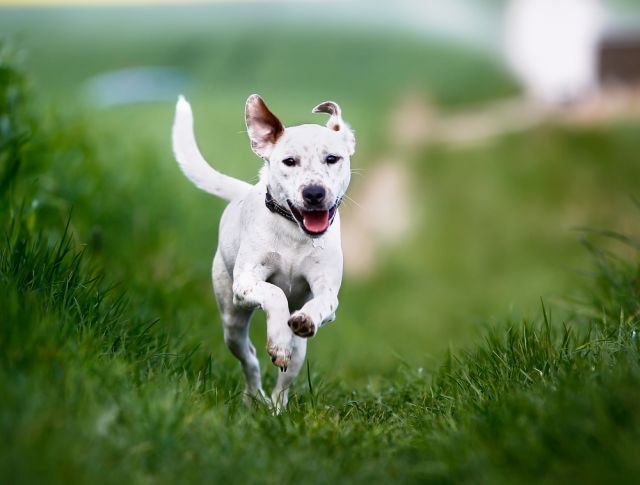 Skraæujete život svom psu iz "najbolje namere": Promenite loše navike