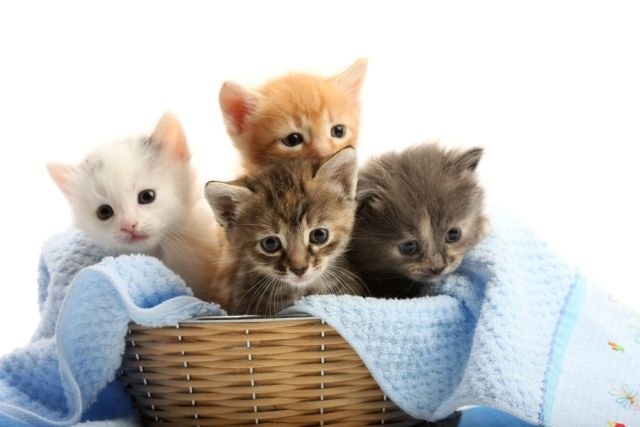 Koliko puta godišnje mačke mogu da se omace i šta je tu odgovorno?