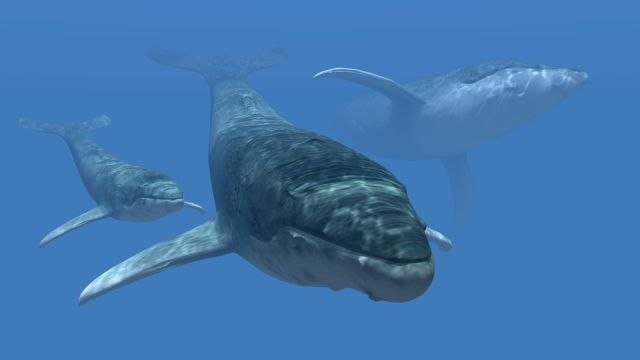 Planiraju da ubiju 2.000 kitova, uprkos meðunarodnoj zabrani