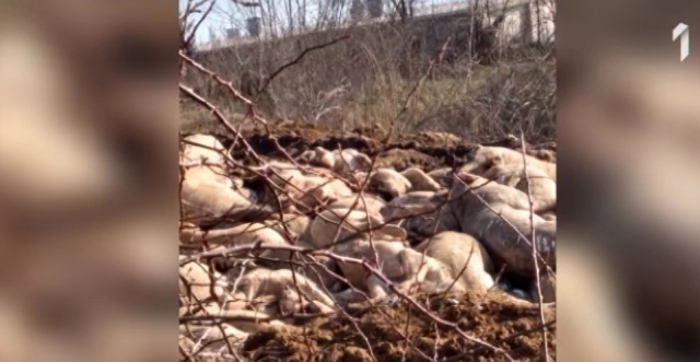 Užasne fotografije uginulih životinja kod Šapca VIDEO