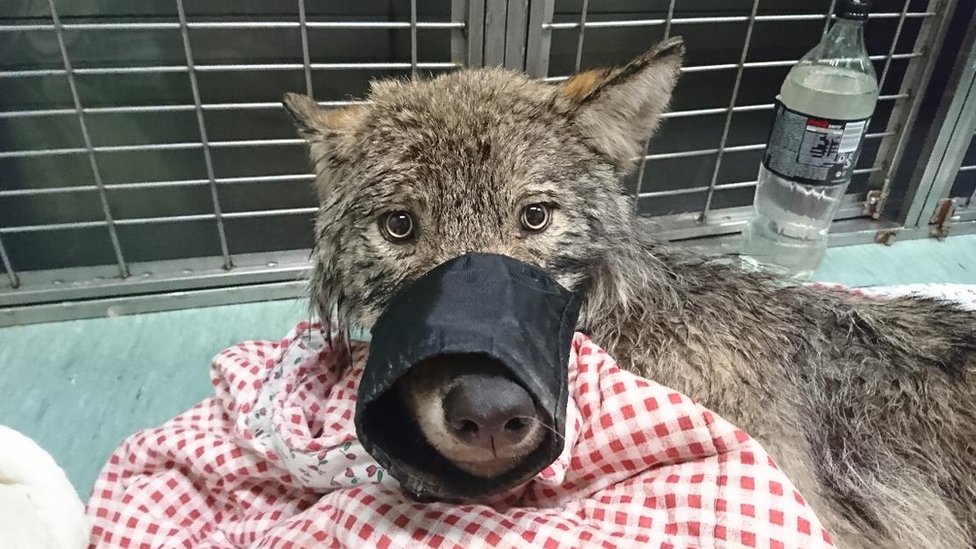 Estonija: Hteli da pomognu psu u zaleđenoj reci - izvukli vuka