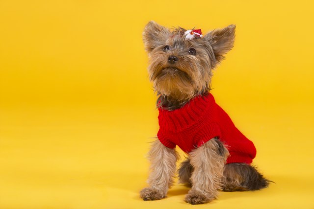 Kako izgleda kada dizajniranje odeće za pse postane ljubav? VIDEO