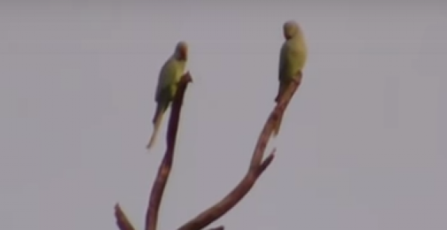 Ove ptice su zavisnici od opijuma, nemoguæe im stati na put VIDEO
