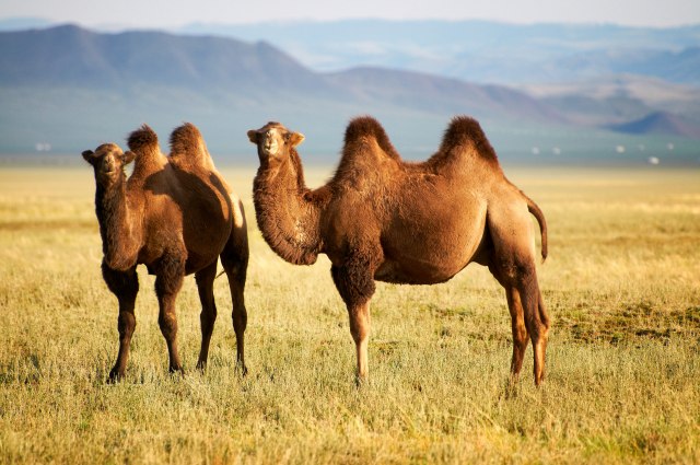 Voða šamana: Ubili smo kamile, isekli ih na komade i skuvali ih