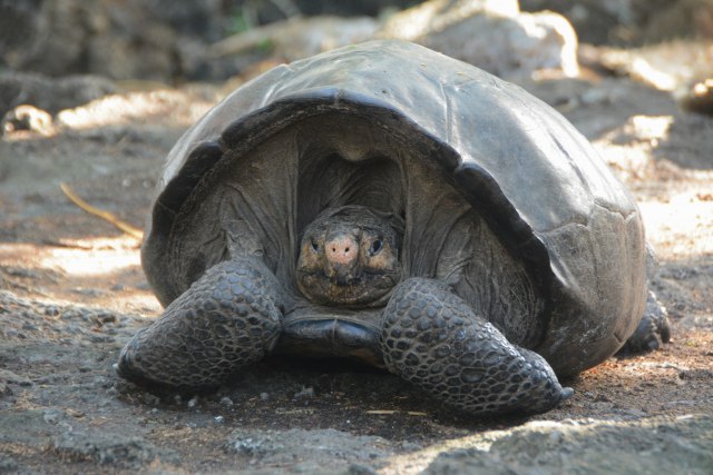 Oživljavaju Galapagos: Pušteno 155 džinovskih kornjača