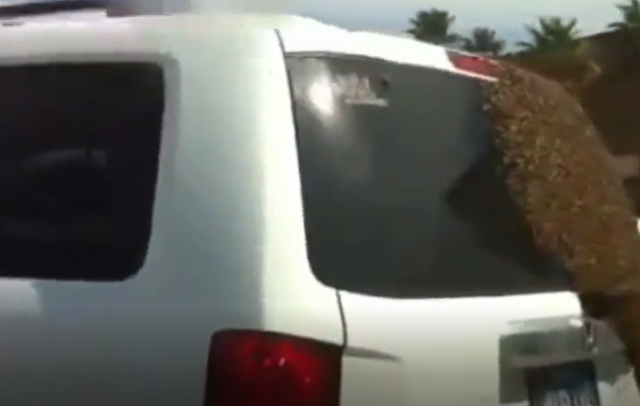 Za samo nekoliko minuta, 10.000 pčela mu napalo automobil VIDEO