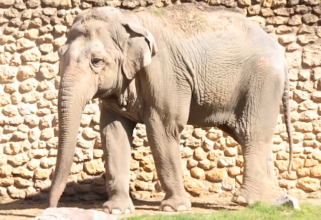 Uginula najtužnija slonica na svetu