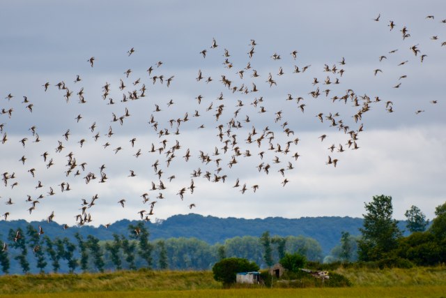 Stradaju ugrožene vrste u Srbiji: Otrovano preko 2.000 ptica