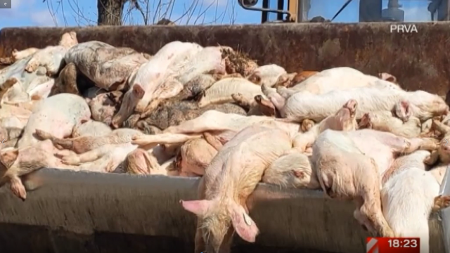 Horor: U "PKB imesu" svinje same sebe jedu zbog nedostatka hrane VIDEO