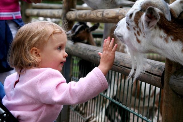 Renovirani Bebi zoo vrt otvoren za posetioce VIDEO