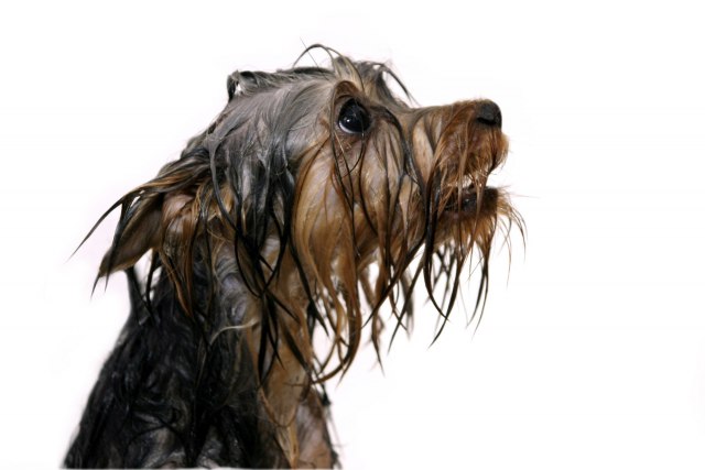 Zašto psi smrde kada su mokri?