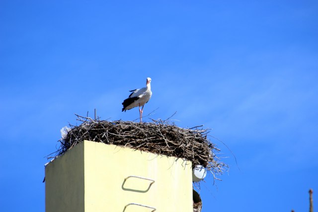 Vratila se roda FOTO
