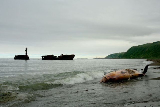 60 odsto otpada završi u okeanima: U telu kita pronaðeno 40 kilograma plastiènih kesa