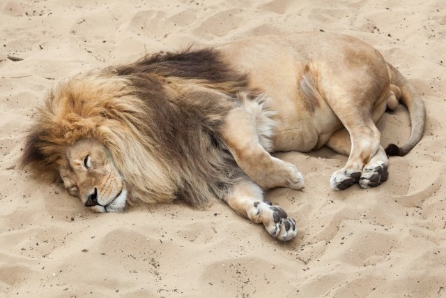 Snimak ubistva bespomoænog lava na spavanju zgrozio svet VIDEO