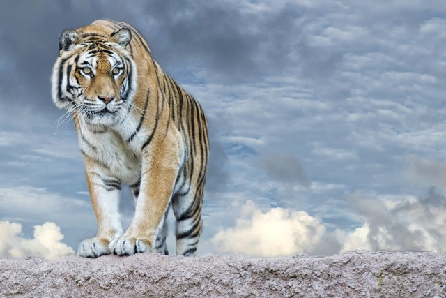 Ruski seljak ustrelio sibirskog tigra