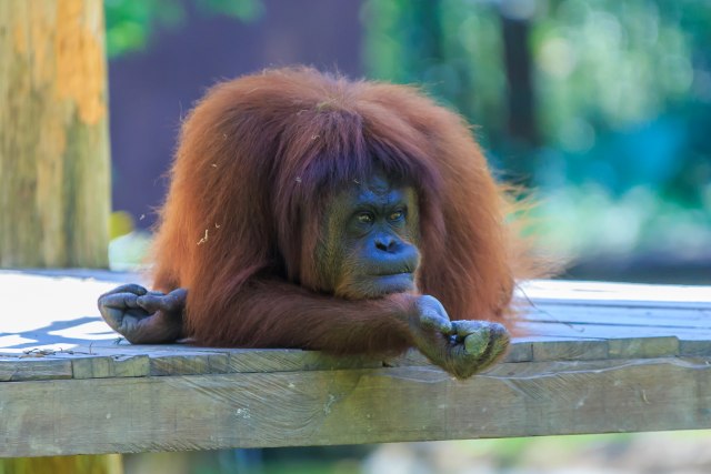 Rus uhapšen sa drogiranim orangutanom u koferu