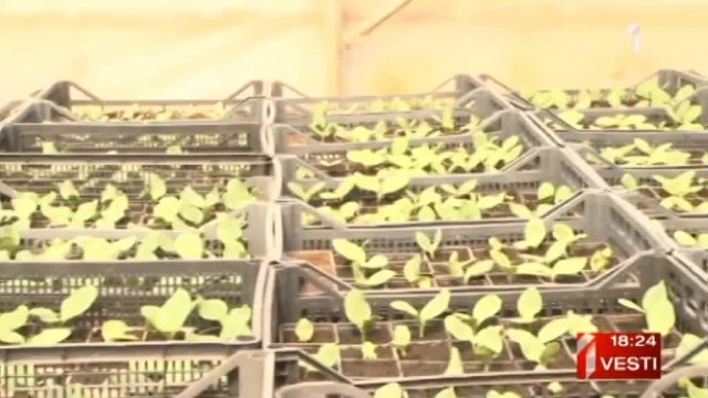 Proizvodnja organske hrane ima perspektivu, ali nema radnika VIDEO