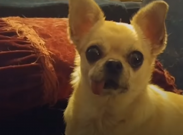 Urnebesna reakcija psa kada se pomene reè "šetnja" VIDEO