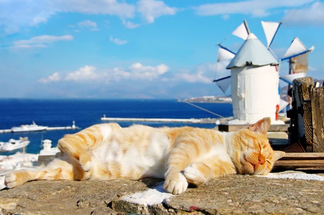 Grčka su more, plaže i... mačke
