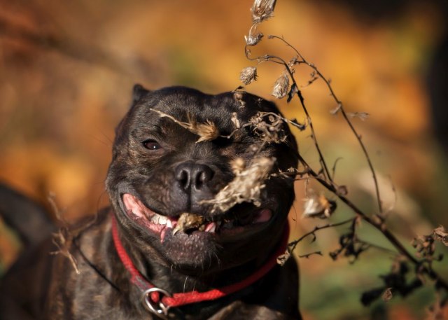 Krvoloèan napad psa snimljen na ulici: Trajalo je 30 sekundi VIDEO