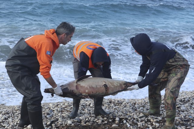 Ko je ubio delfine? Turska vojska: Nismo mi, vežbali smo FOTO