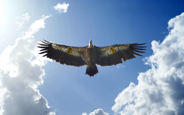 Dobrila uspešno vraćena u Srbiju: Zaštićenu vrstu ptice dočekao veliki broj ljudi