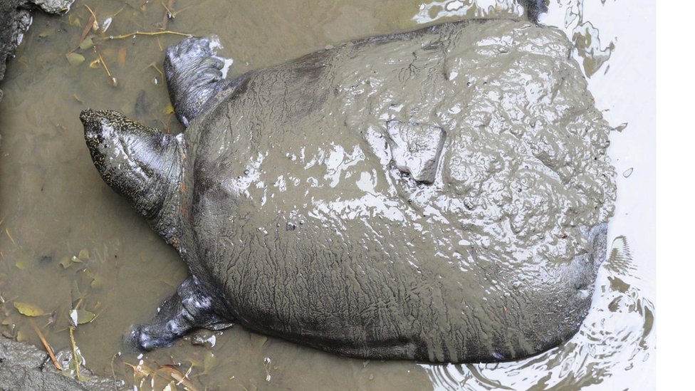 Kina: Umrla jedna od najreðih kornjaèa na svetu, ostale ih još tri