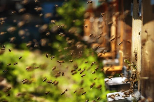 VN: Nastavlja se trovanje pčela, u Valjevu stradalo 400 košnica